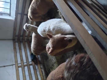 IMG_20251208_121825955_HDR