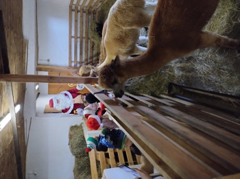 IMG_20251208_121632413_HDR